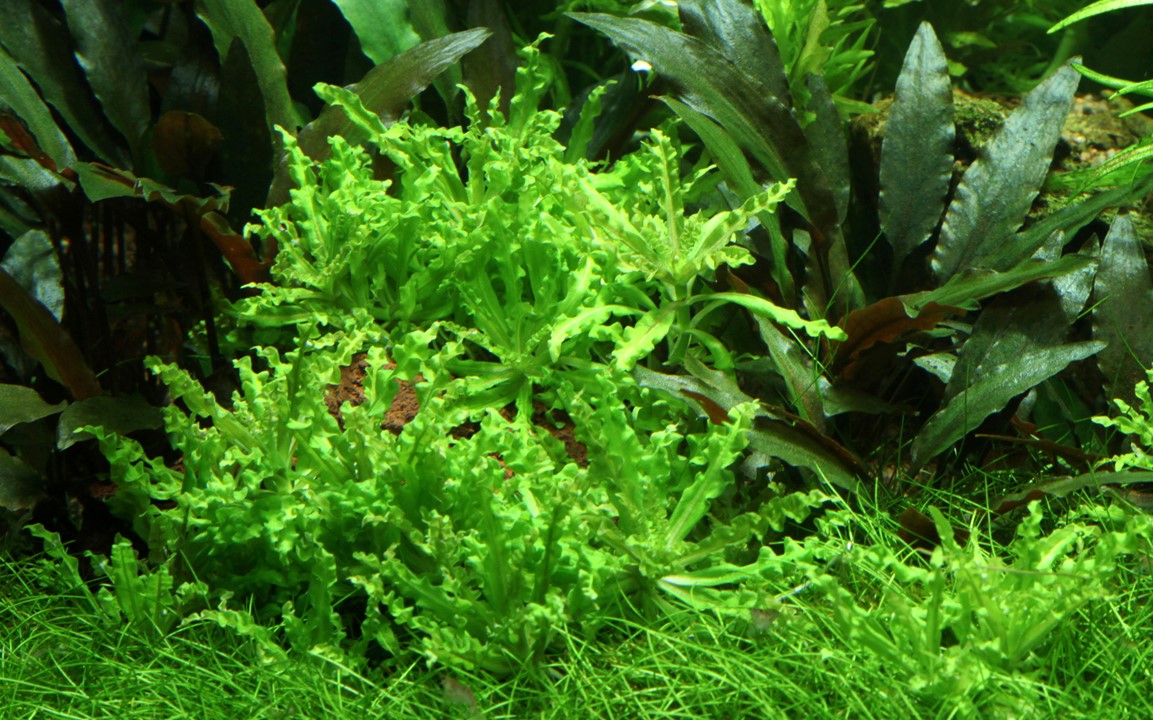 Pogostemon Helferi: The Perfect Aquatic Plant for Your Aquarium  Aquarium  Roots