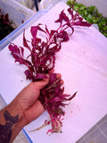 Alternanthera reineckii 'Rosanervig'