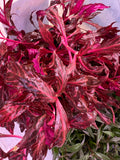 Alternanthera reineckii 'Rosanervig'