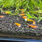 (LIQUIDATION SALE) Tank Bred Orange Sunkist Shrimp