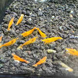 (LIQUIDATION SALE) Tank Bred Orange Sunkist Shrimp