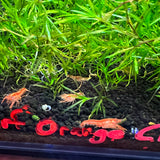Dwarf Mexican Orange Crayfish (Cambarellus patzcuarensis)