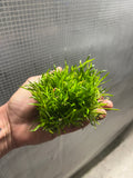 Lilaeopsis brasiliensis 'Micro Sword' 1x2 Mats (EASY CARPET)