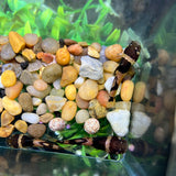 Dwarf Bumblebee Catfish (Microglanis iheringi) TANK RAISED