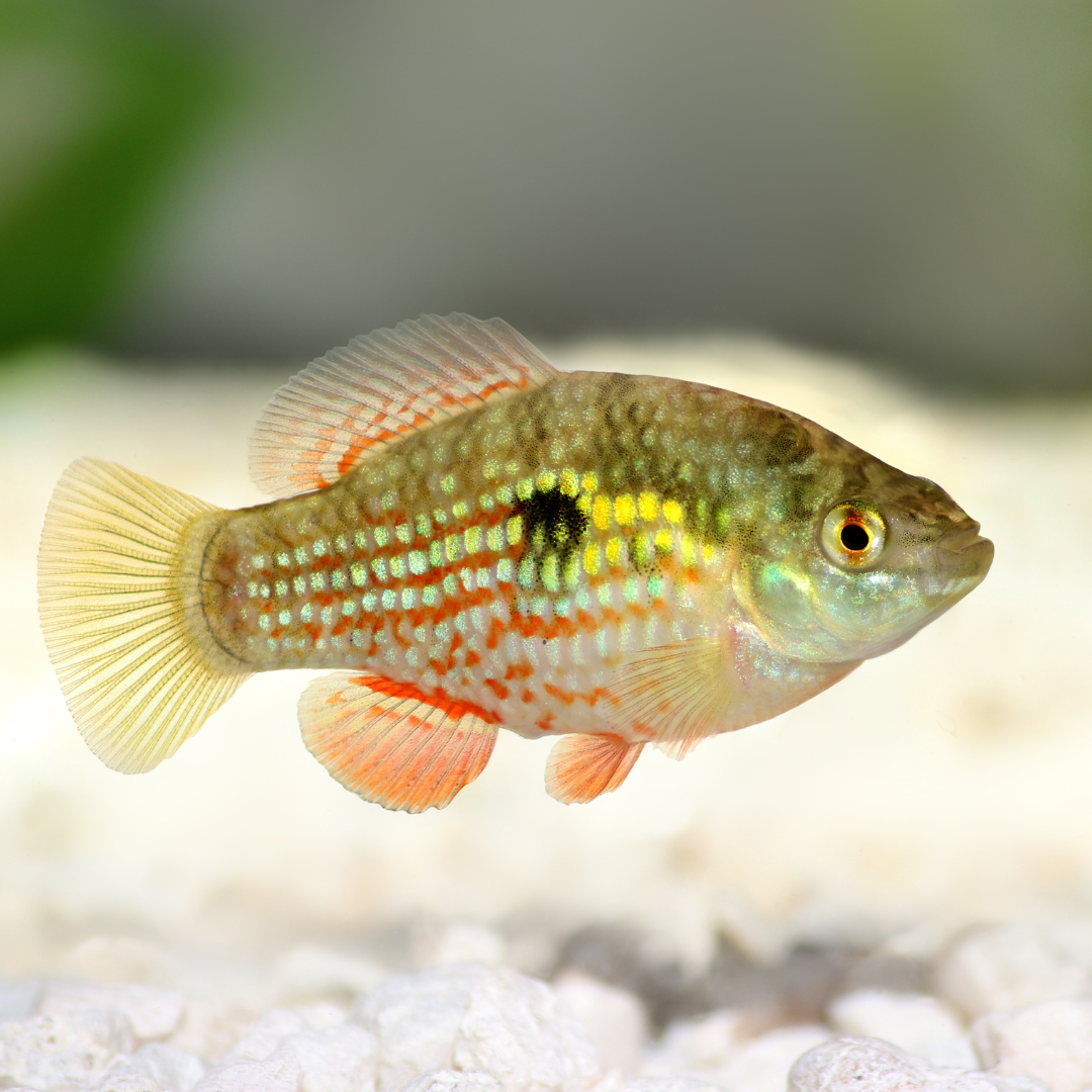 Flagfish care deals