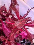 Alternanthera reineckii 'Rosanervig'