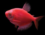 Pink Neon Glow Tetra