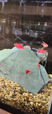 Pink Neon Glow Tetra