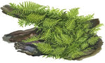 Vesicularia dubyana 'Christmas Moss' 1-2-Grow!