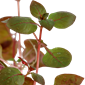 Ludwigia palustris 'Super Red' (Tropica)