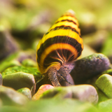 Assassin Snails (Anentome helena)