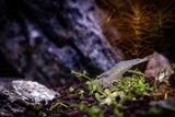Amano Shrimp 1-2 Inch (Japonica Sp.)