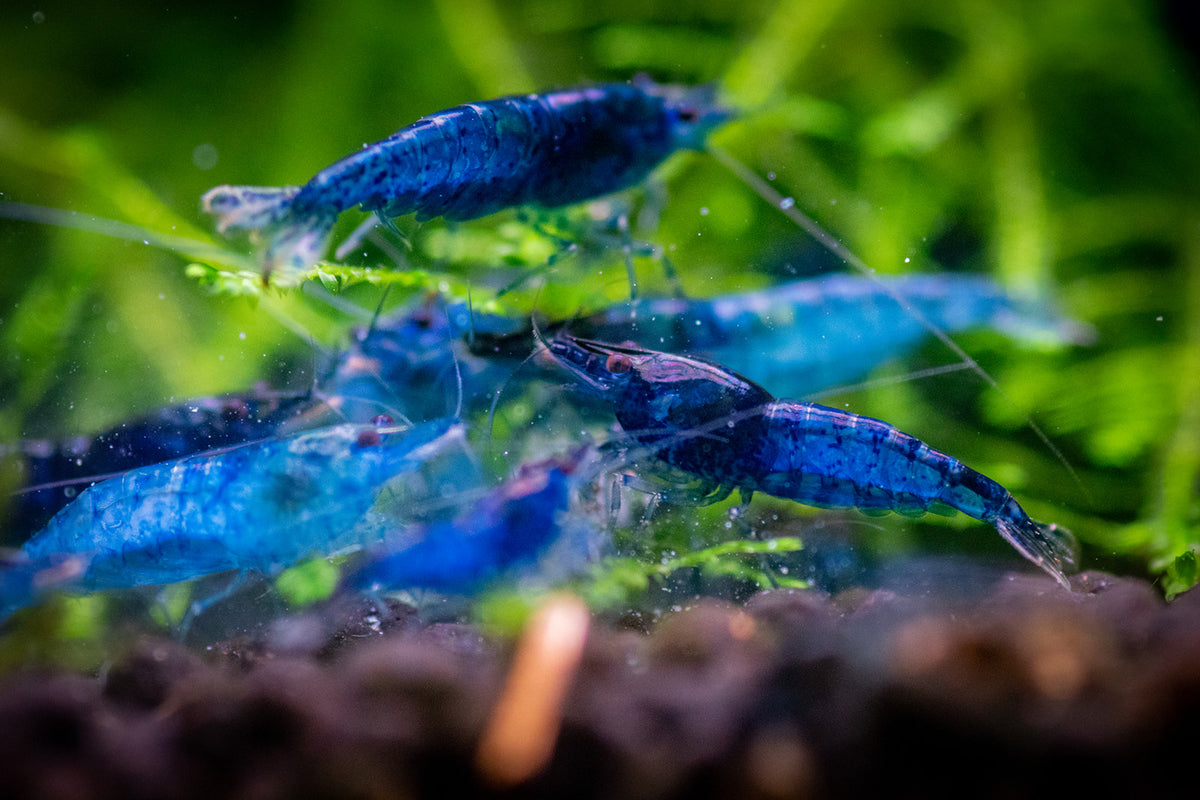 Blue Velvet Shrimp (Neocaridina davidi) – Aquarium Roots