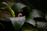 Assorted Ramshorn Snails (Planorbella duryi)