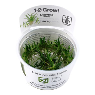 Littorella uniflora 1-2-Grow!