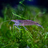 Amano Shrimp 1-2 Inch (Japonica Sp.)