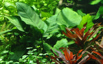 Anubias barteri 'caladiifolia' (Tropica)