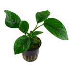 Anubias barteri 'caladiifolia' (Tropica)