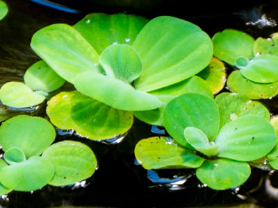 DWARF Water Lettuce (Pistia stratiotes) 1/2 CUP PORTION (May include duckweed)