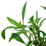 Hygrophila 'Siamensis 53B'