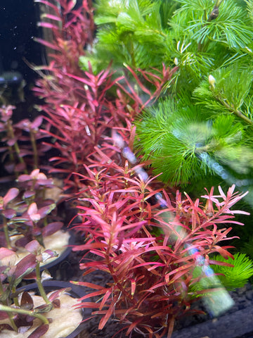 (LIMITED TIME DOUBLE PORTIONS)Rotala rotundifolia 'Blood Red' (Fully Submerged)