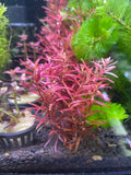 (LIMITED TIME DOUBLE PORTIONS)Rotala rotundifolia 'Blood Red' (Fully Submerged)