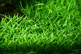 Lilaeopsis brasiliensis 'Micro Sword' 1x2 Mats (EASY CARPET)