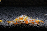 Orange Rili Shrimp (Neocaridina davidi)