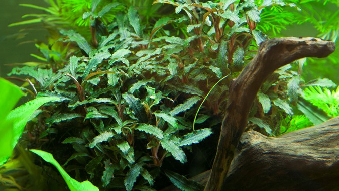 Bucephalandra 'Kedagang' (Tropica)