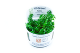 Rotala rotundifolia 'Green' 1-2-Grow!