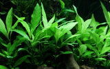 Hygrophila 'Siamensis 53B'