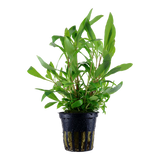 Hygrophila 'Siamensis 53B'
