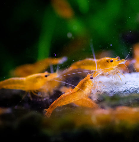 Orange Sunkist Shrimp (Neocaridina davidi)