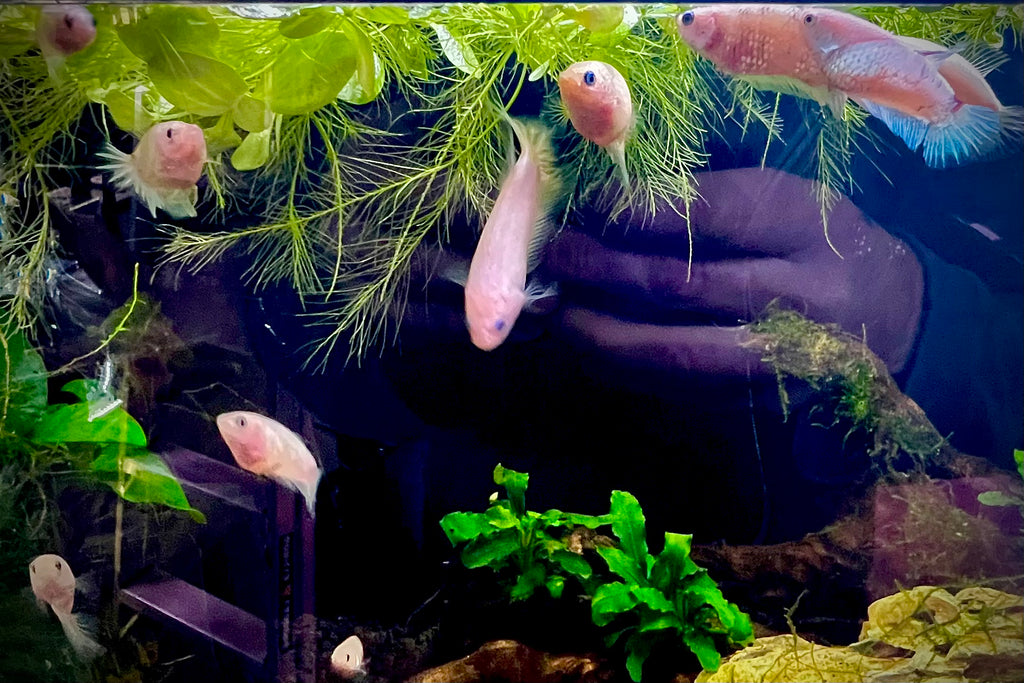 Can Female Bettas Live Together? The Pros and Cons of an All-Female Tank