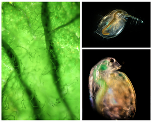 "Green Water and Daphnia: The Dynamic Duo of a Healthy Aquatic Ecosystem