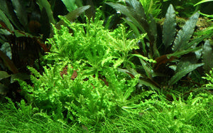 Pogostemon Helferi: The Perfect Aquatic Plant for Your Aquarium