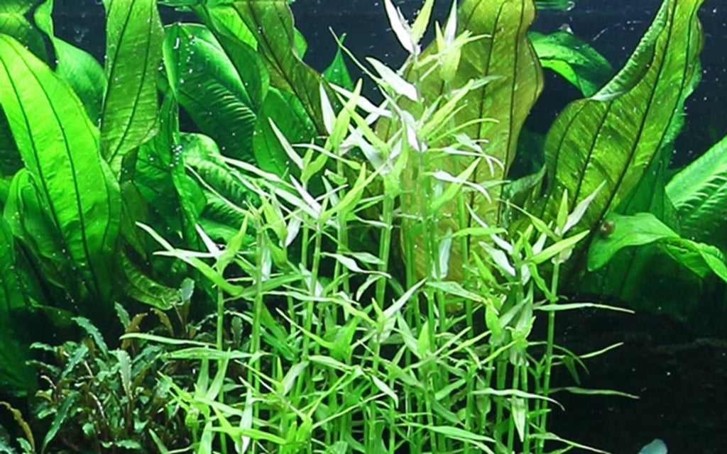 Adding a Delicate Touch to Your Low-Tech Aquascape: The Beauty of Murdannia Keisak