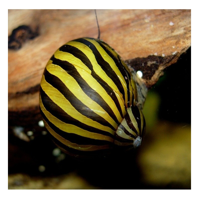 Nerite Snails: The Clean Freaks of the Aquarium World