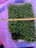 Lilaeopsis brasiliensis 'Micro Sword' 2x2 Mats (EASY CARPET)