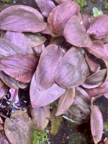 (Not Included in Double Bunch Sale) Lagenandra meeboldii 'Red'