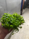 Hydrocotyle tripartita 'Japan' Mat (2x2 Inch Squares)