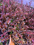 Rotala rotundifolia 'Blood Red' (12 STEMS)