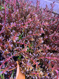 Rotala rotundifolia 'Blood Red' (12 STEMS)