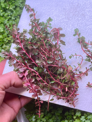 Rotala rotundifolia 'Blood Red' ( AT LEAST 15 STEMS)