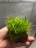 Lilaeopsis brasiliensis 'Micro Sword' 2x2 Mats (EASY CARPET)