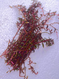 Rotala H'ra (AT LEAST 16 STEMS)