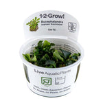 Bucephalandra pygmaea 'Bukit Kelam' 1-2 Grow!