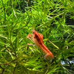 Dwarf Mexican Orange Crayfish (Cambarellus patzcuarensis)