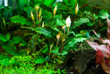 Bucephalandra pygmaea 'Bukit Kelam' 1-2 Grow!