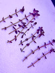 Bacopa salzmannii 'Purple' (10 STEMS)